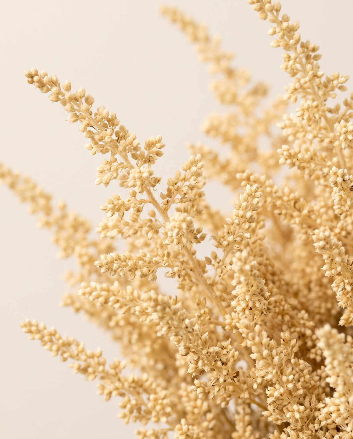 Grande plano de astilbe preservada creme.