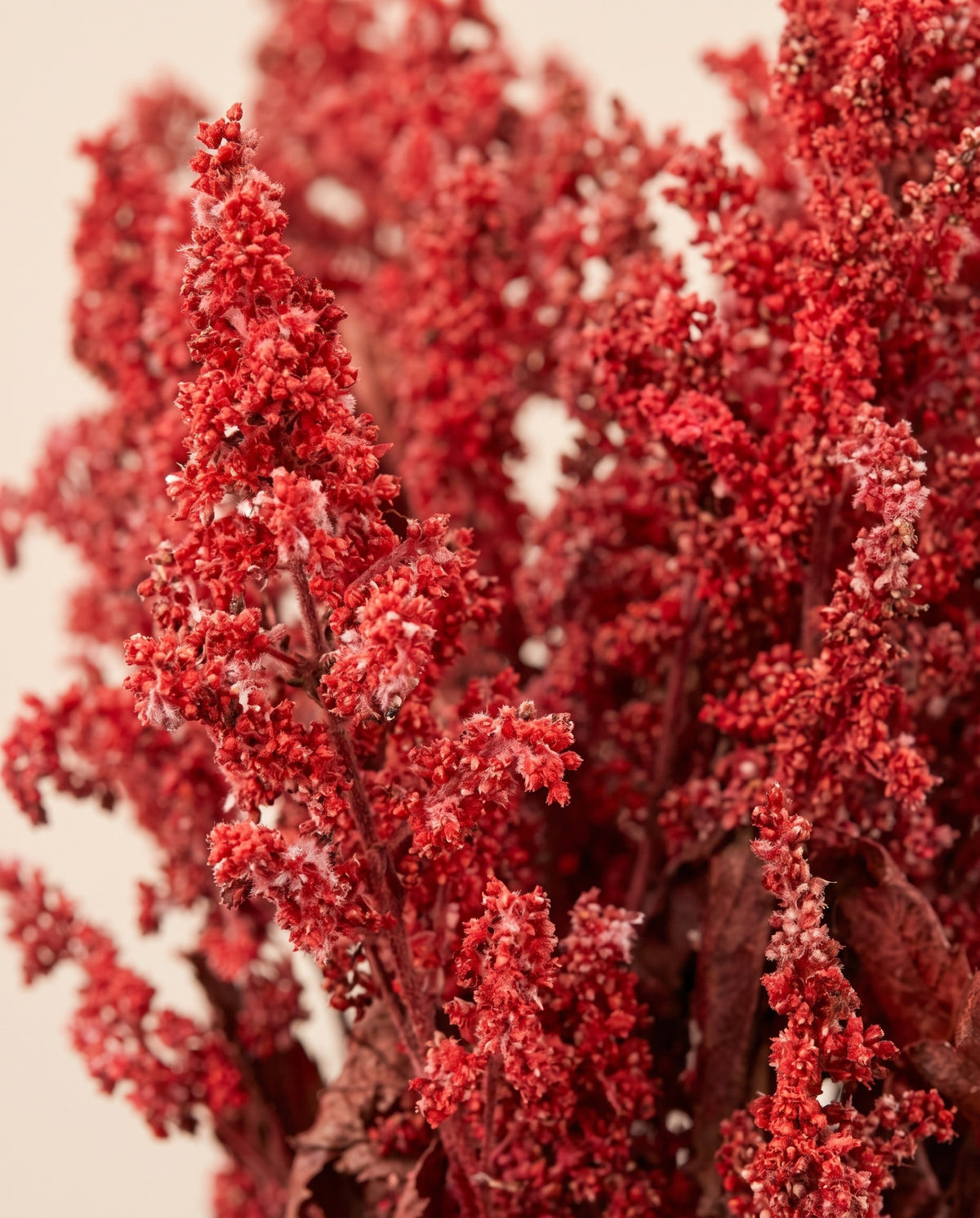 Detalle de cerca de astilbe preservada roja.