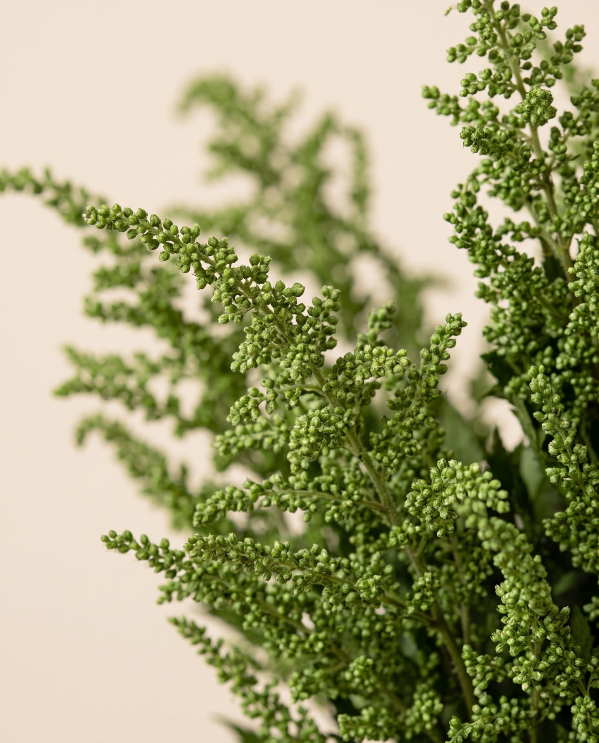 Grande plano de astilbe preservada verde.