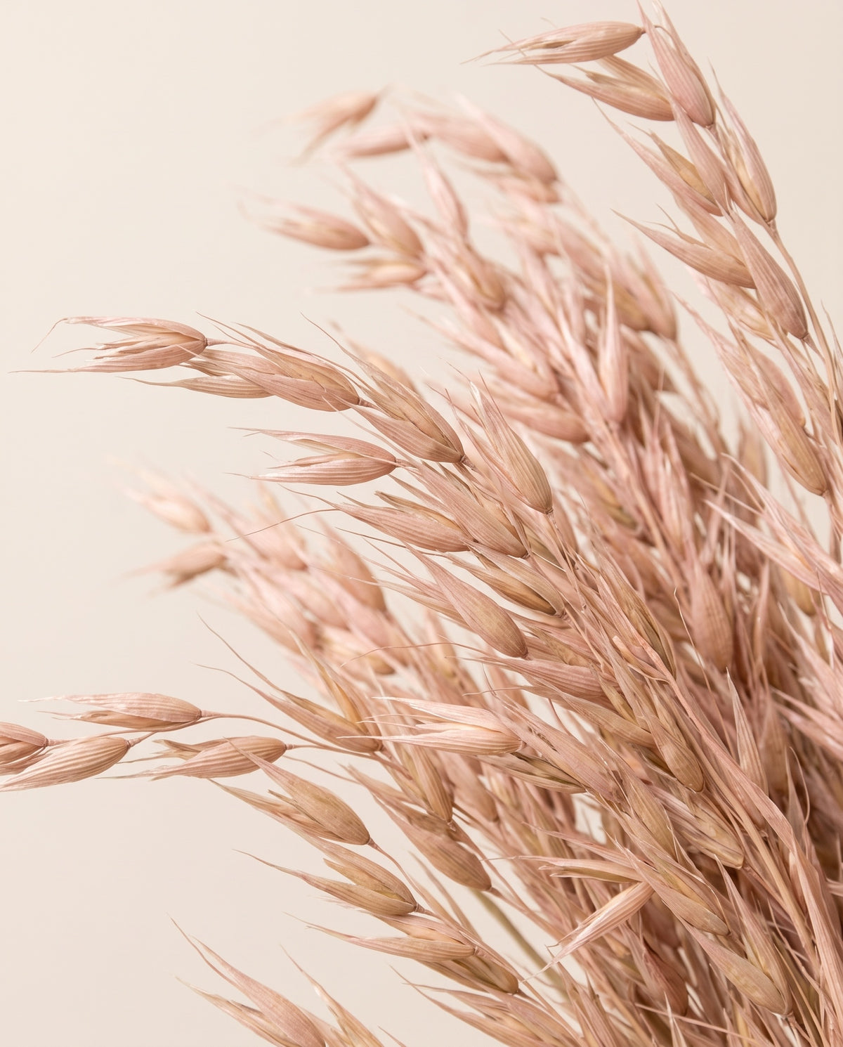 Detalhe de perto de aveia selvagem seca rosa empoeirado.