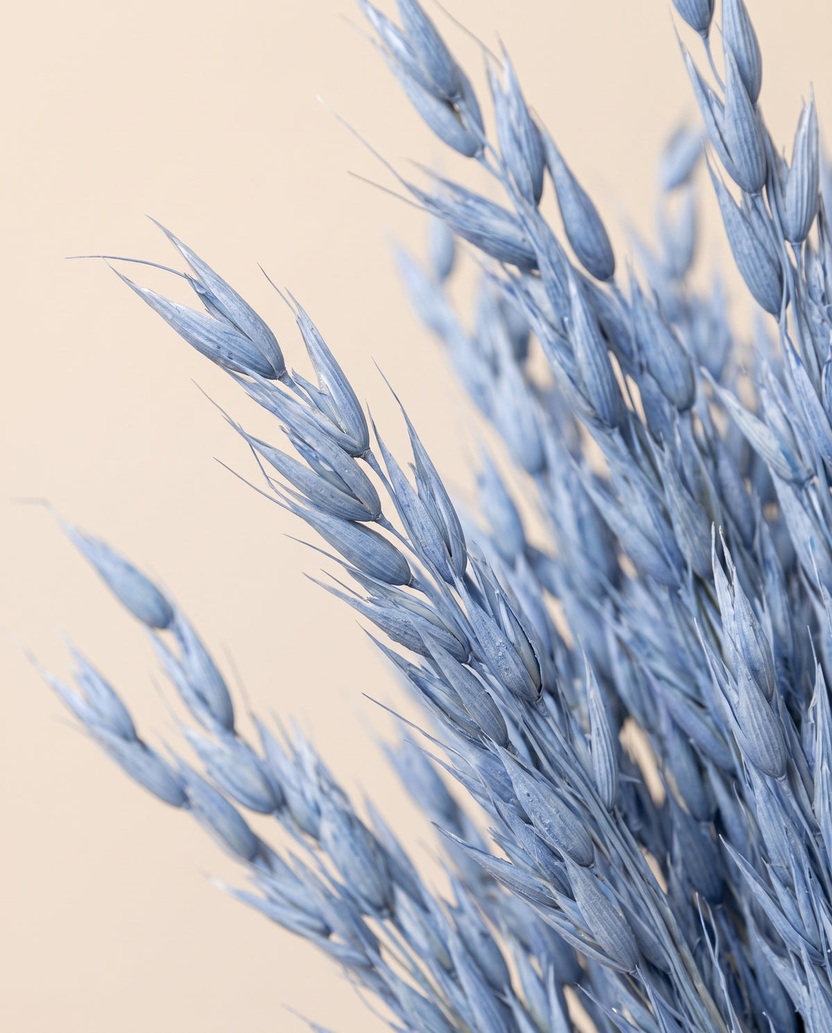 Detalle de cerca de avena Sativa seca azul claro.