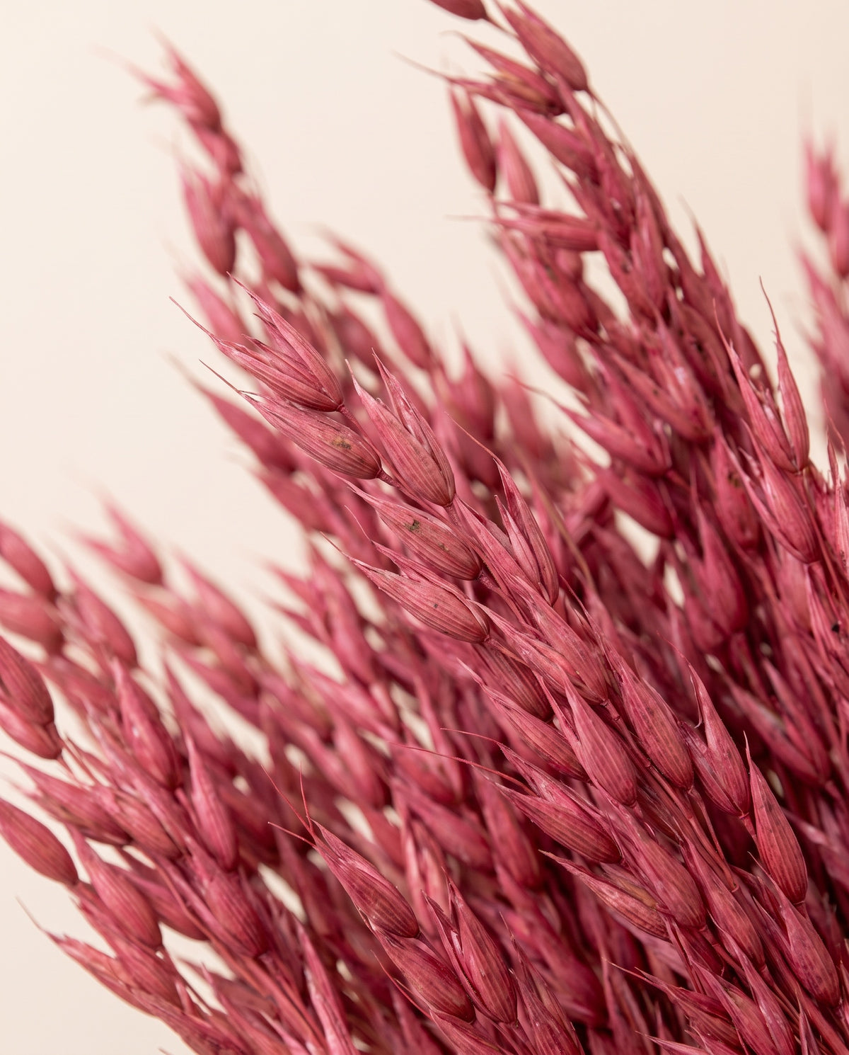 Detalle de cerca de avena Sativa seca cereza.