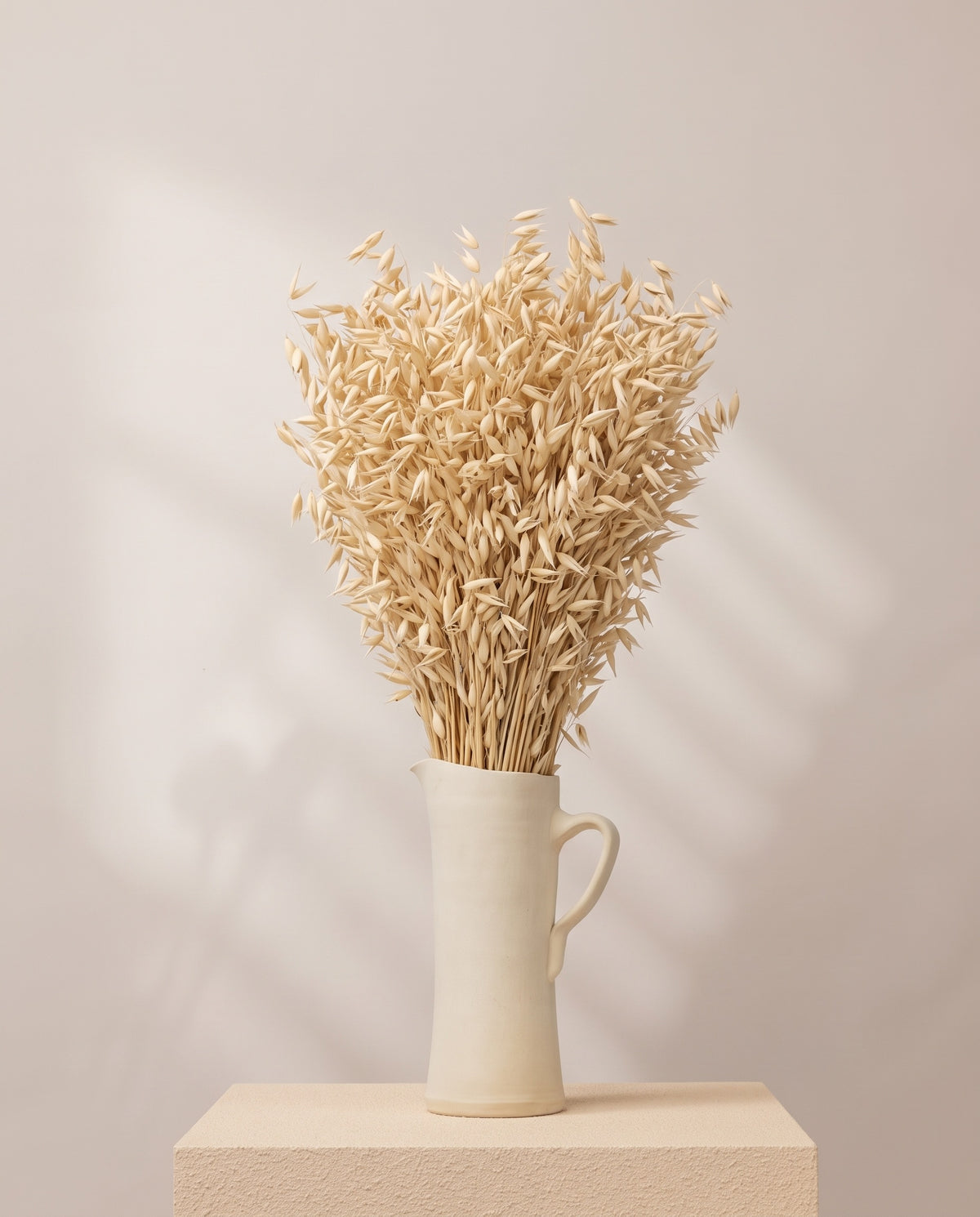 Avena Sativa seca crema en una jarra de cerámica crema. Jarra no incluida.