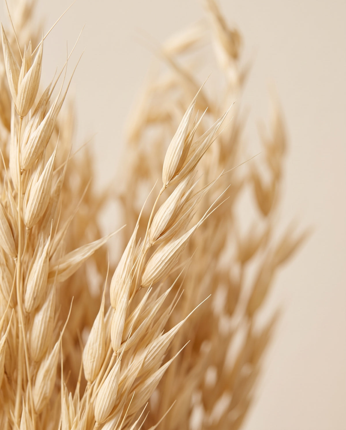 Detalle de cerca de avena Sativa seca crema.