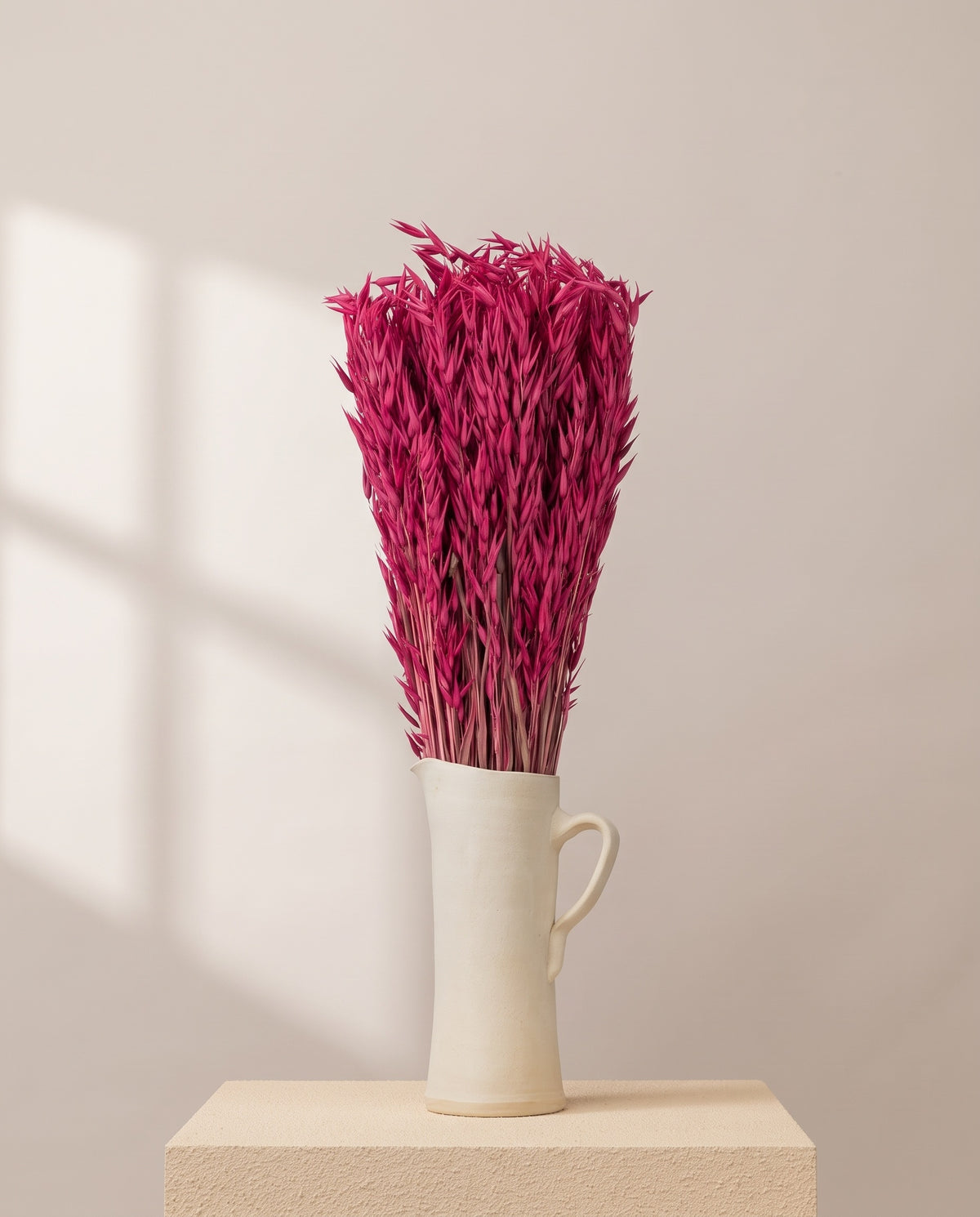 Avena Sativa seca fucsia en una jarra de cerámica crema. Jarra no incluida.