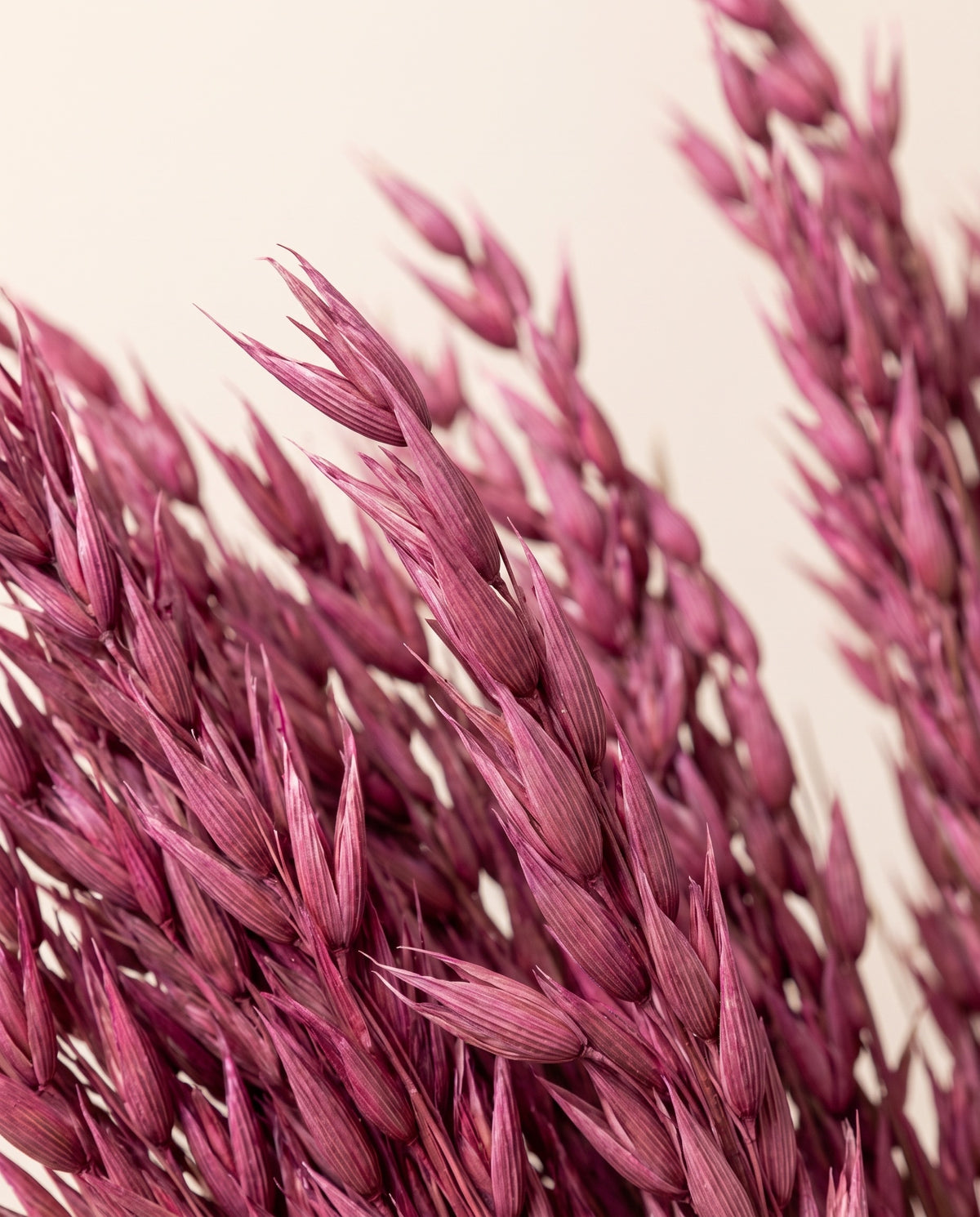 Detalle de cerca de avena Sativa seca fucsia.
