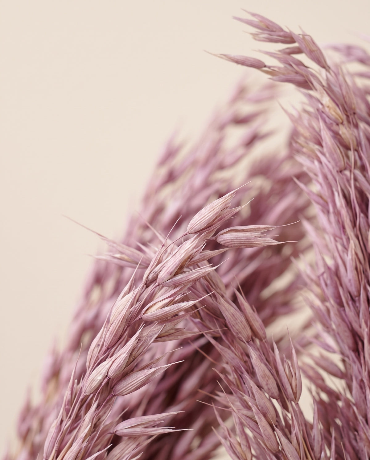 Detalle de cerca de avena Sativa seca lavanda.
