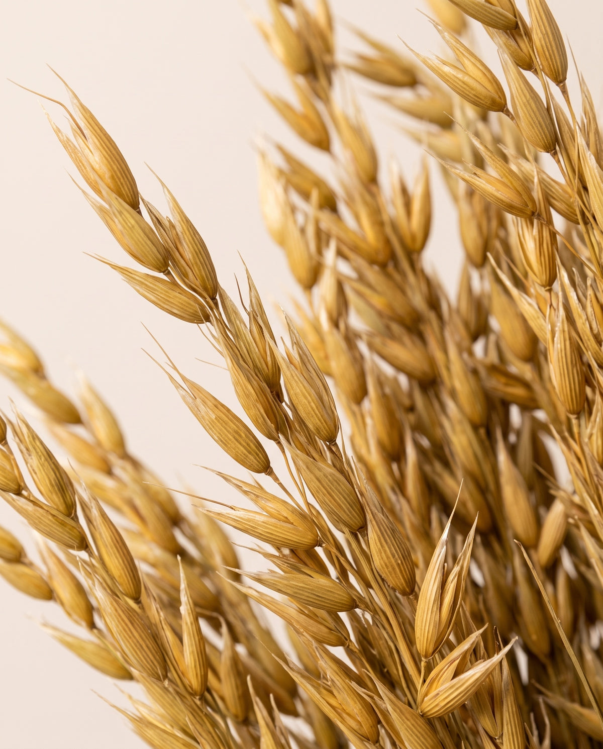 Detalle de cerca de avena Sativa seca ocre.