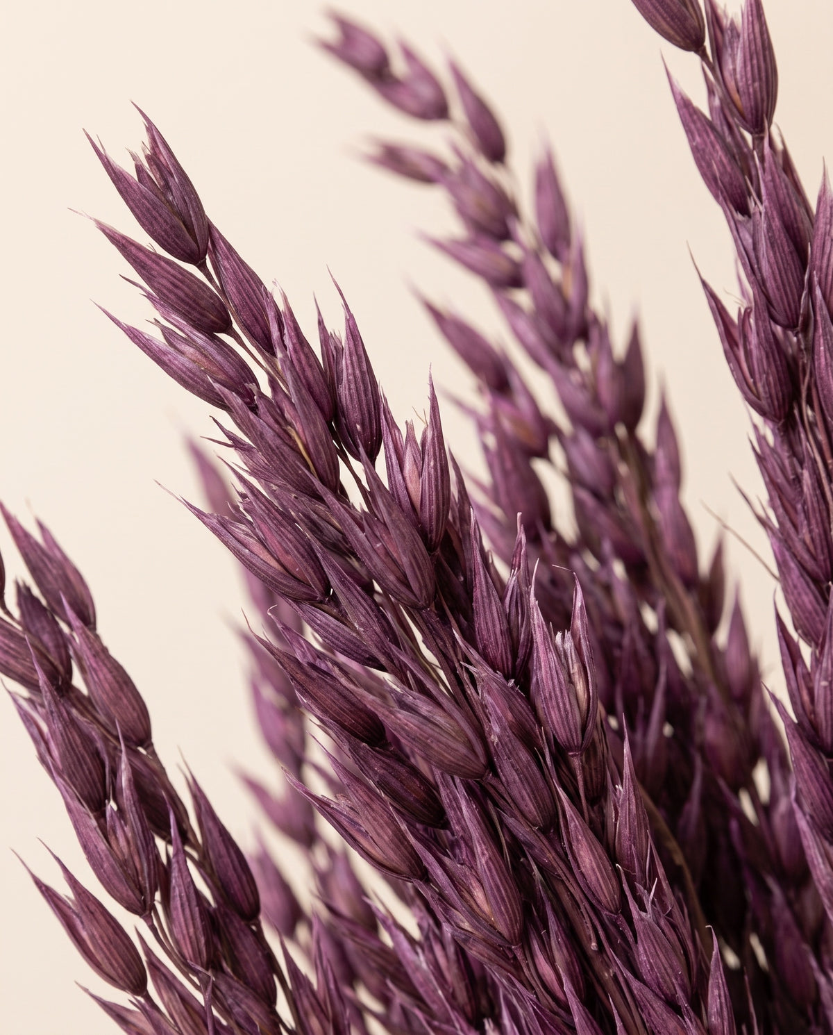 Detalle de cerca de avena Sativa seca púrpura.