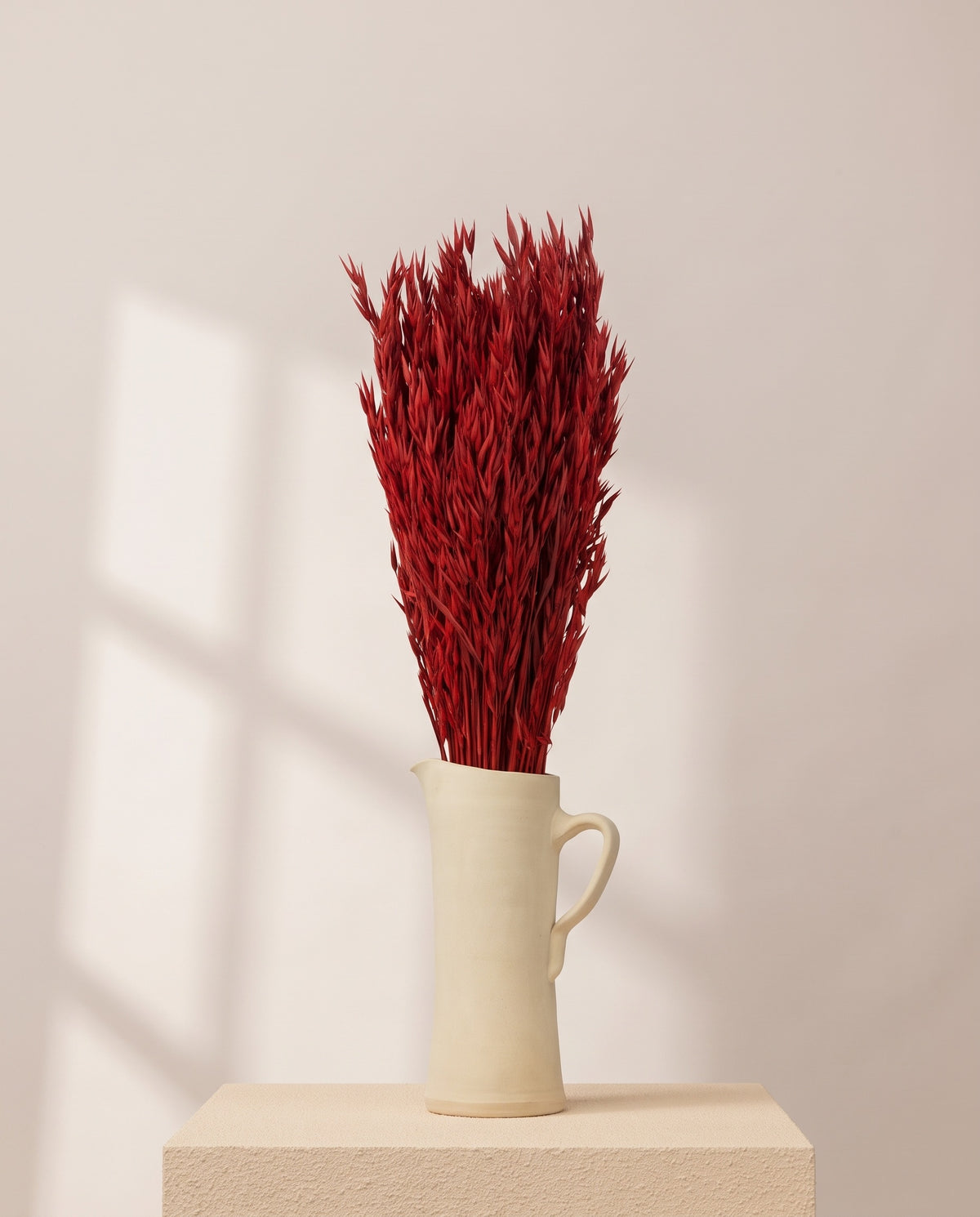 Avena Sativa seca roja en una jarra de cerámica crema. Jarra no incluida.
