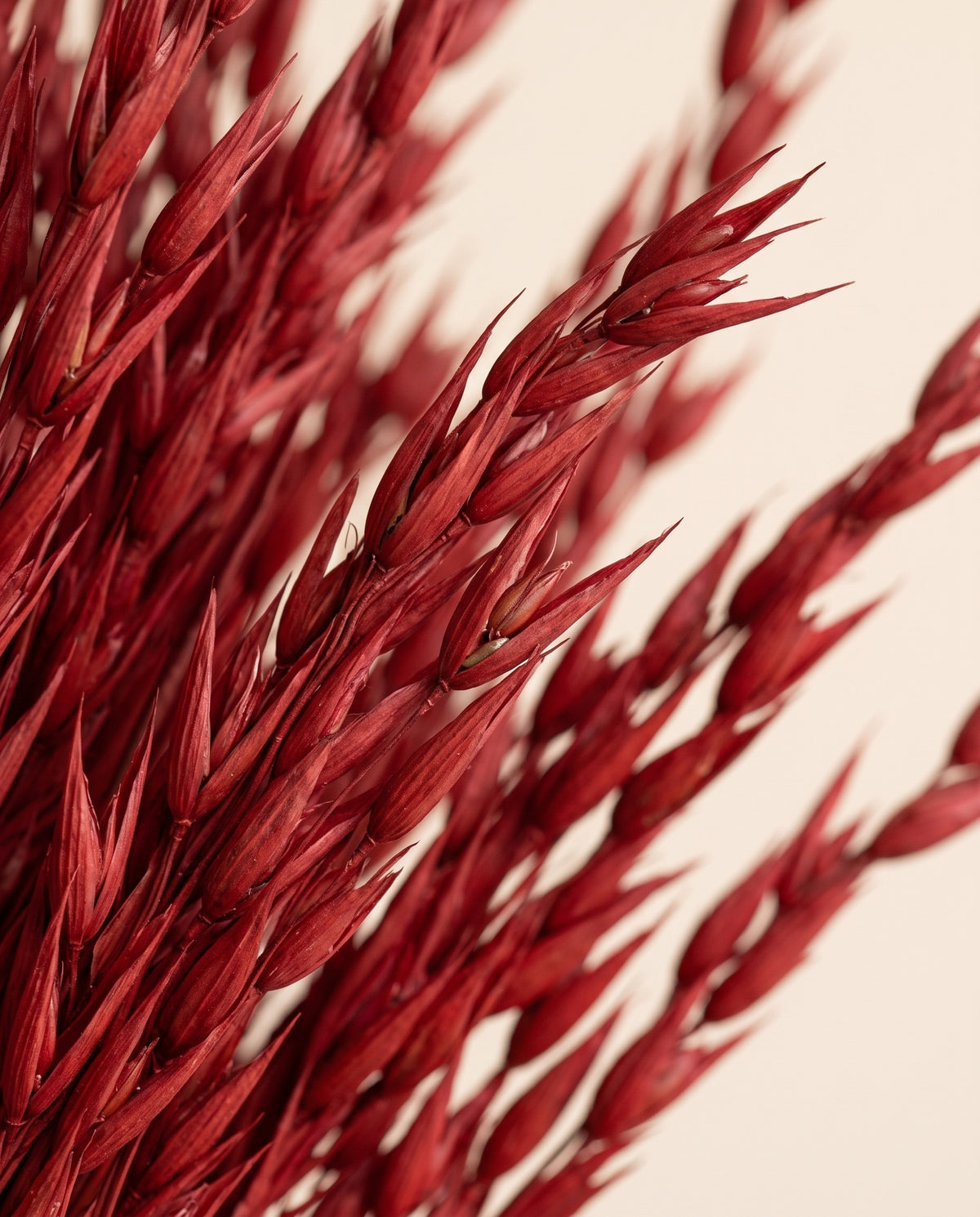 Detalle de cerca de avena Sativa seca roja.
