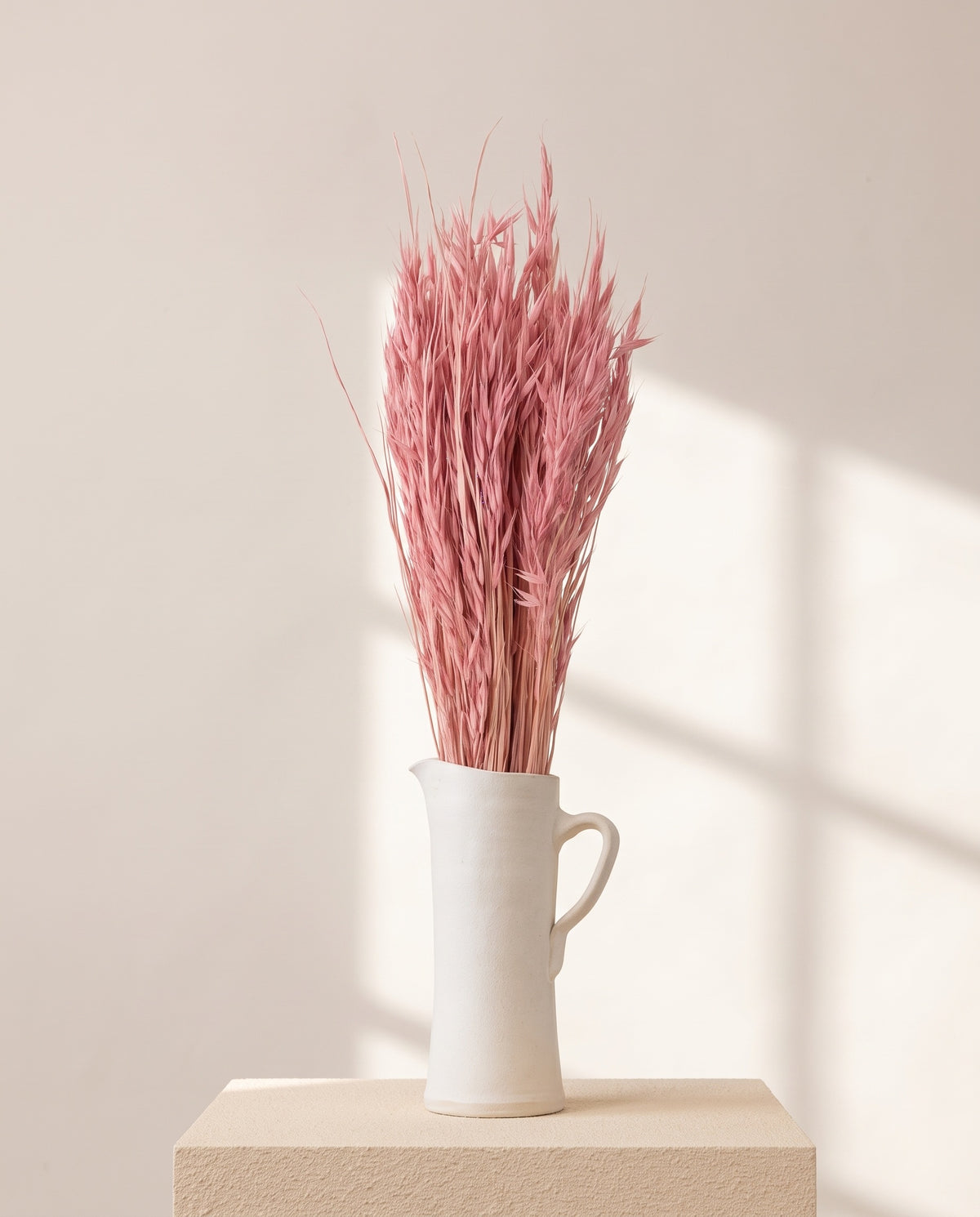 Avena Sativa seca rosa en una jarra de cerámica crema. Jarra no incluida.
