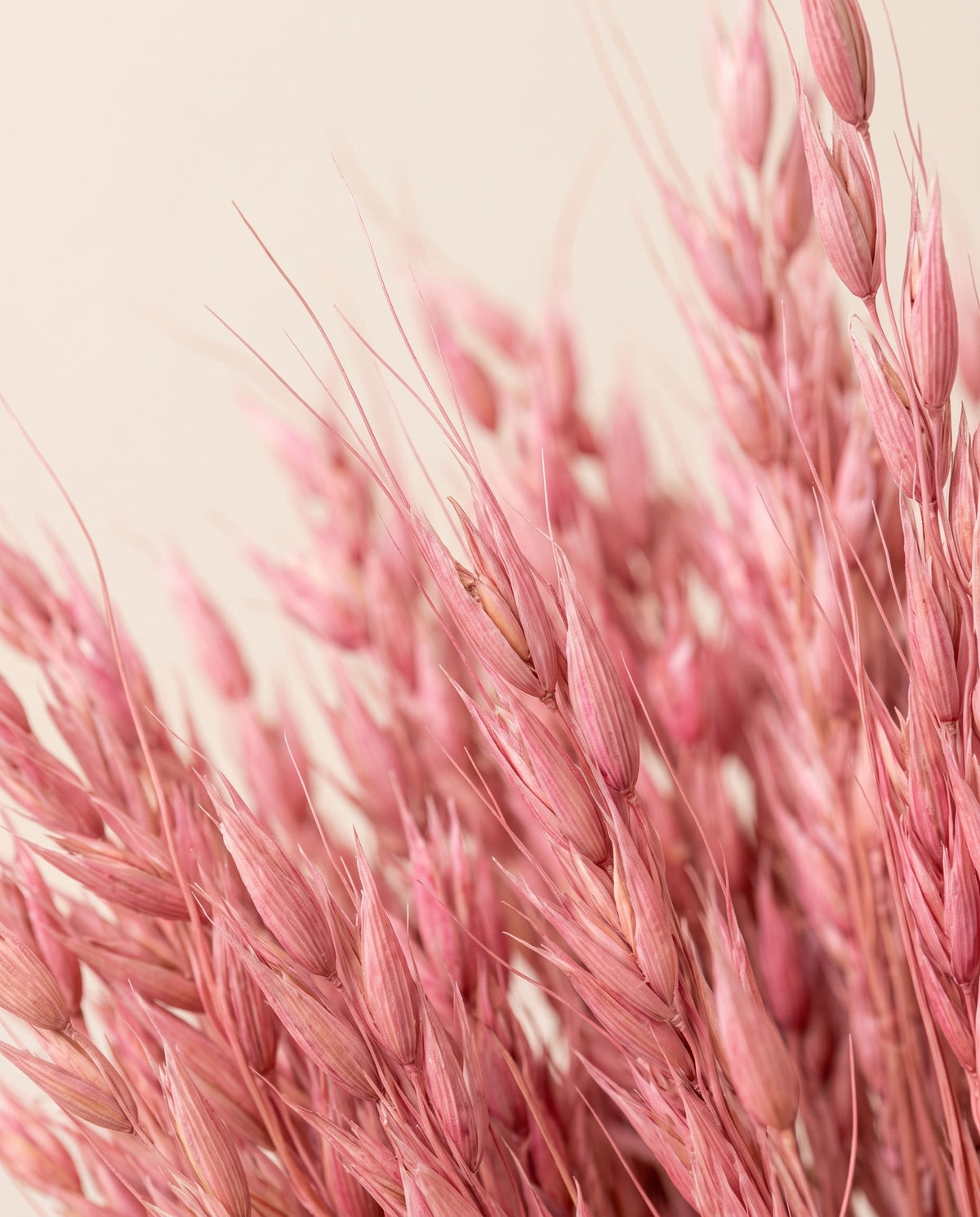Detalle de cerca de avena Sativa seca rosa.