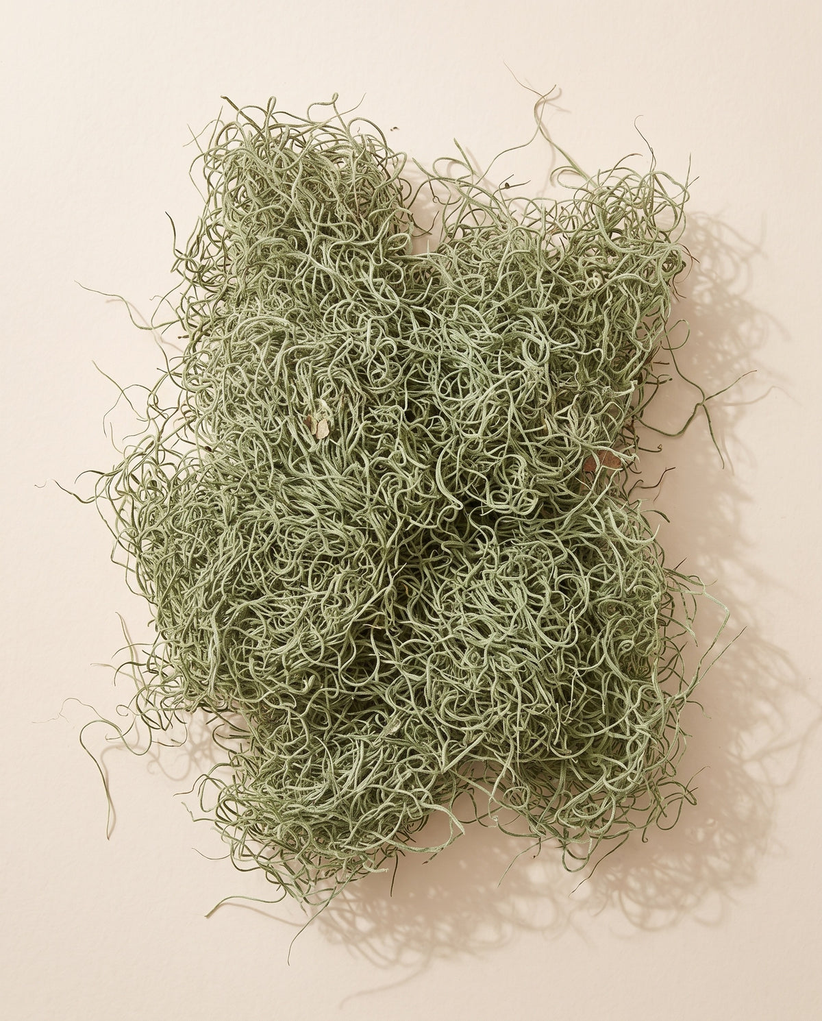 Barba de viejo (tillandsia) seca verde