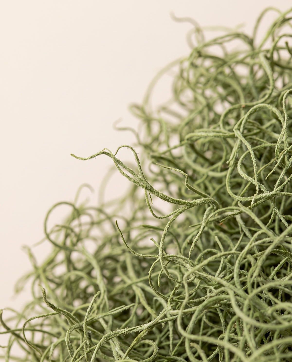 Detalle de cerca de barba de viejo (tillandsia) seca verde.