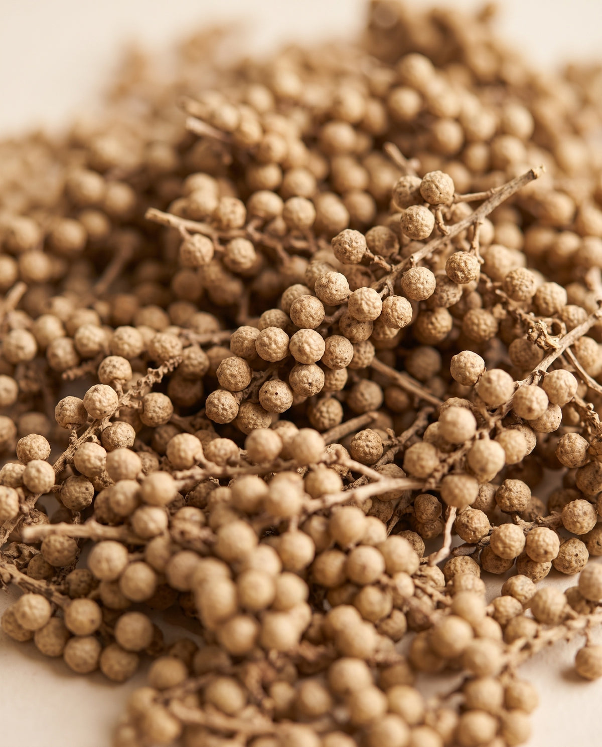 Pormenor de perto: bagas secas em cacho de cor natural.