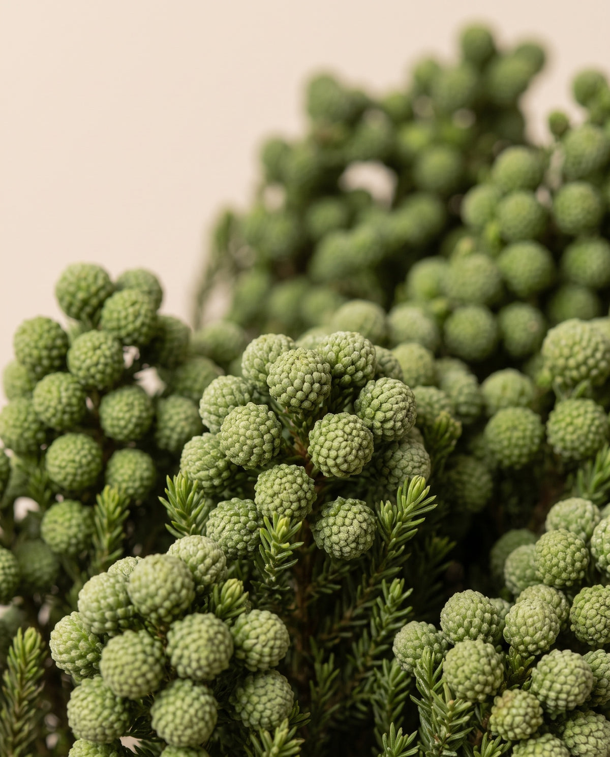 Detalle de cerca de berzelia preservada verde