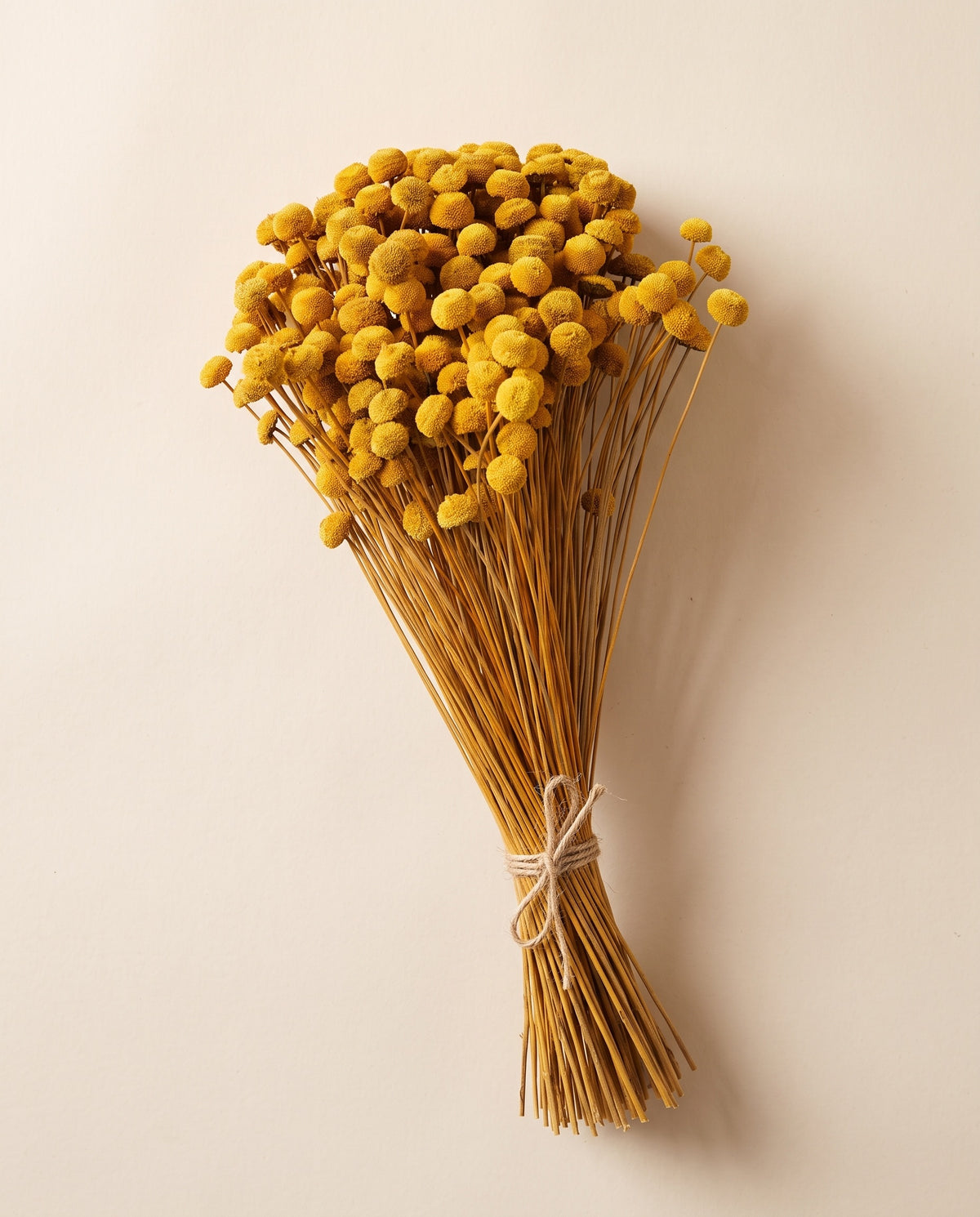 Botão seco amarillo