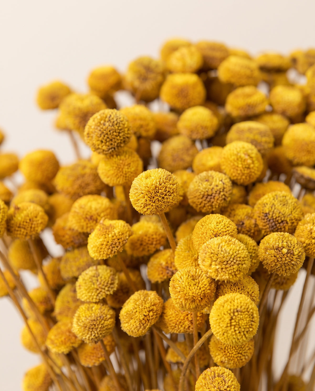 Detalle de cerca de botão seco amarillo.