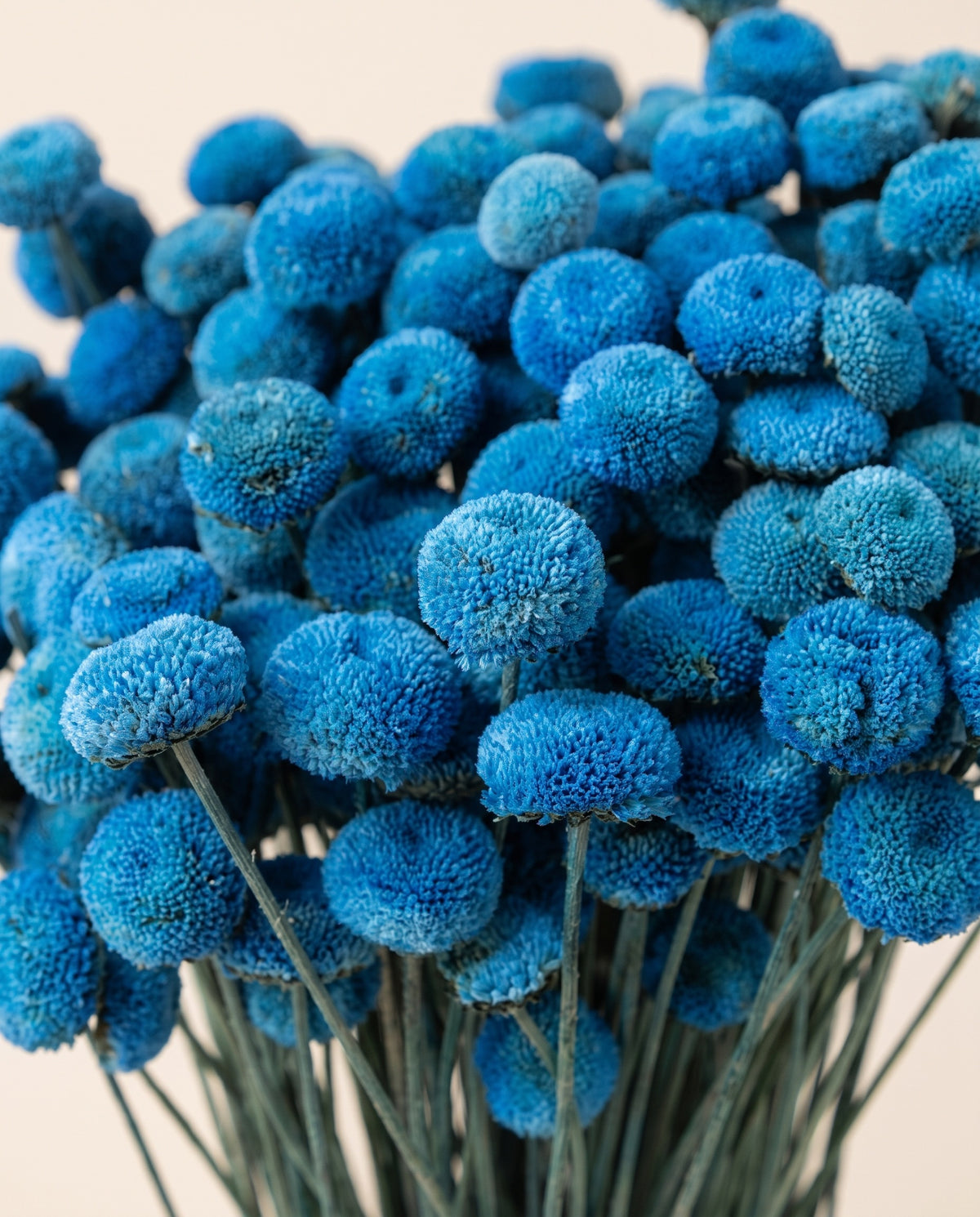 Detalle de cerca de botão seco azul.