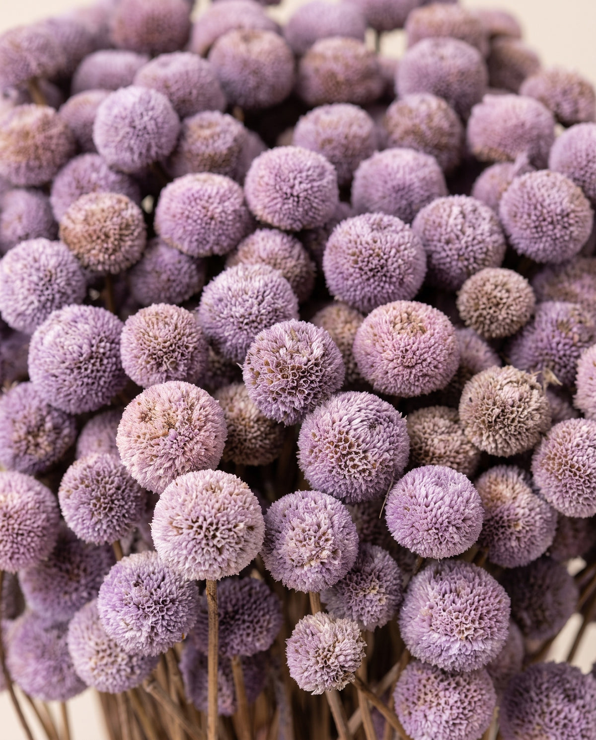 Detalle de cerca de botão seco lavanda.