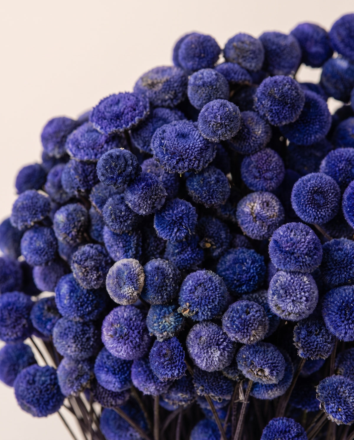 Detalle de cerca de botão seco morado.