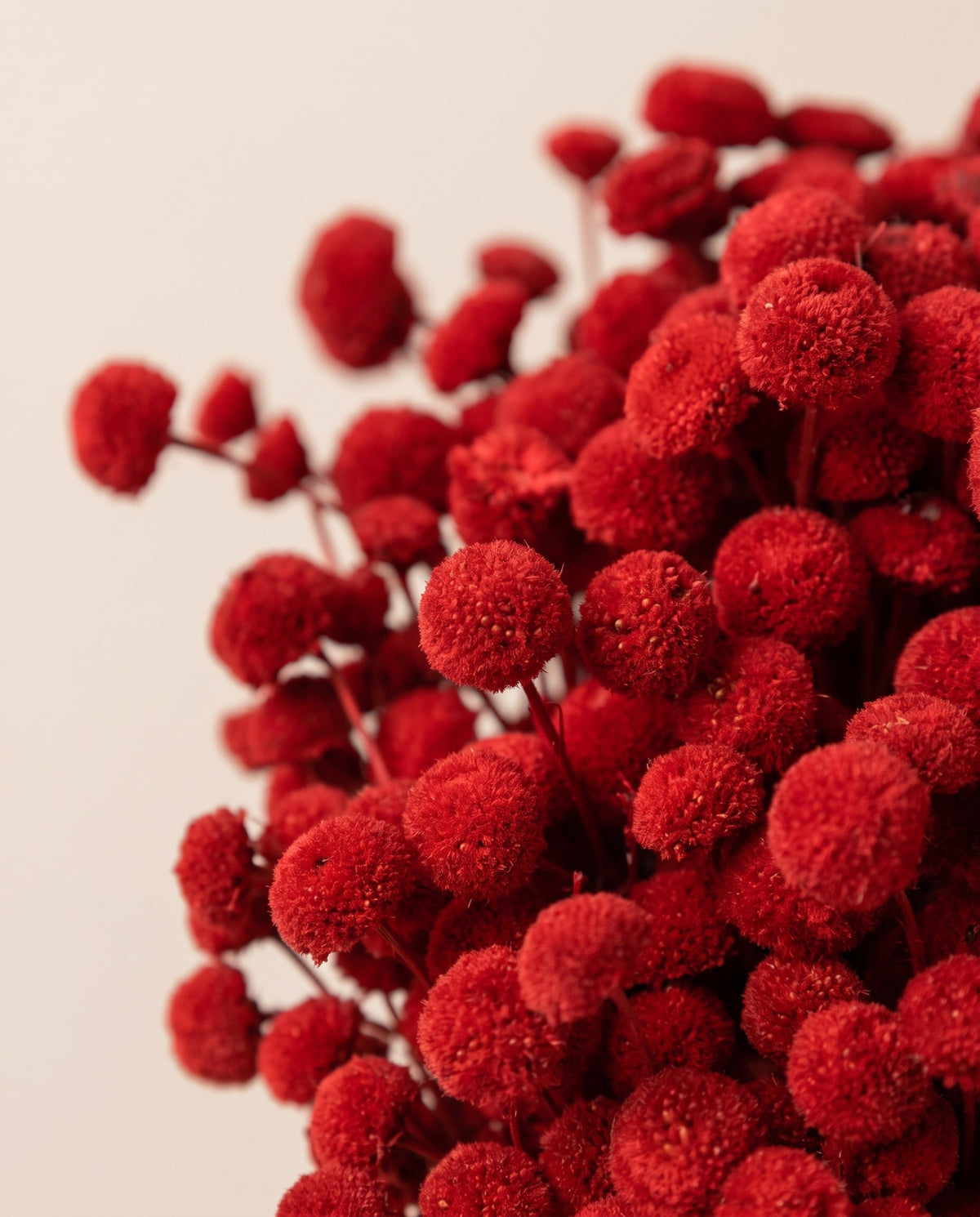 Detalle de cerca de botão seco rojo.