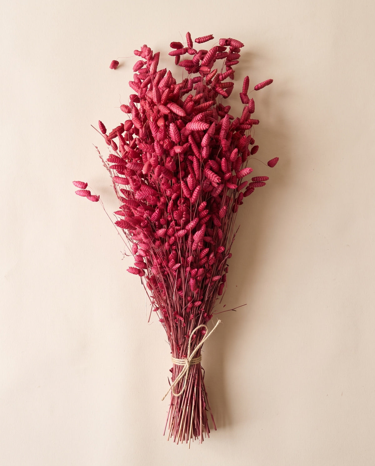 Briza maxima seca roja