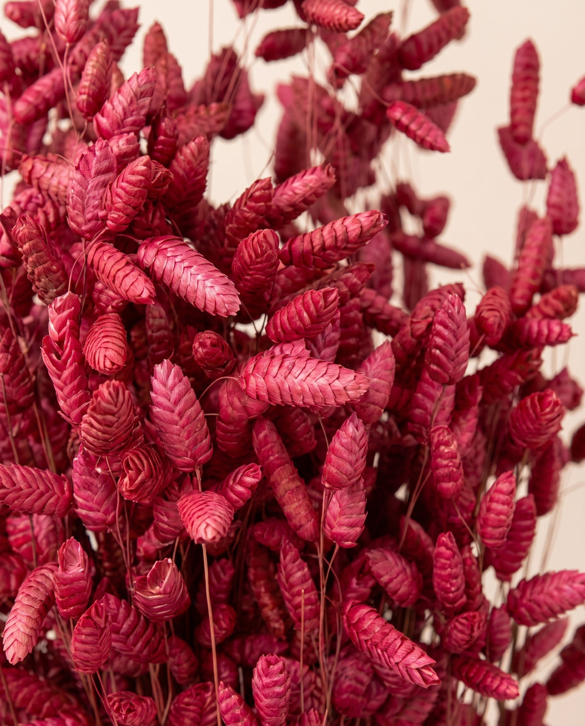 Detalle de cerca de briza maxima seca roja.