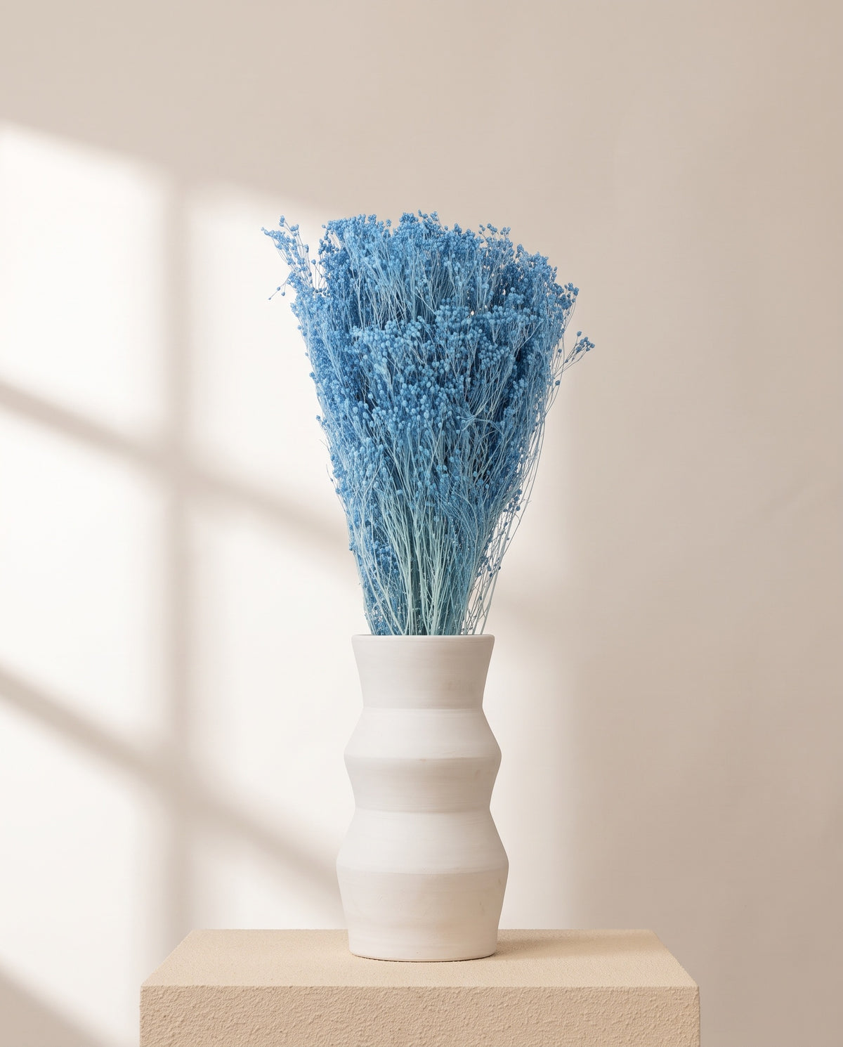 Broom bloom preservado azul numa jarra de cerâmica branca. Jarra não incluída.