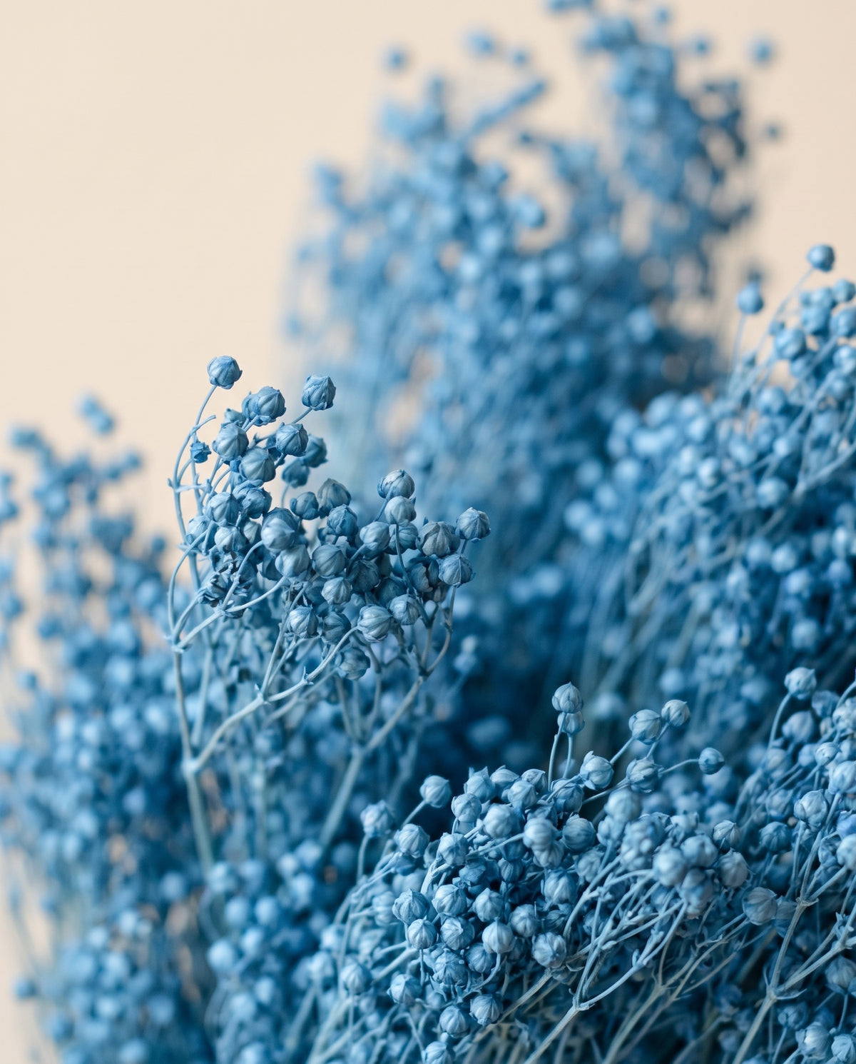 Detalhe de perto de broom bloom preservado azul.