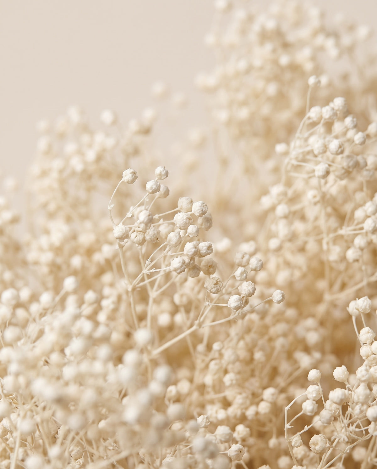 Grande plano de broom bloom preservado branco.