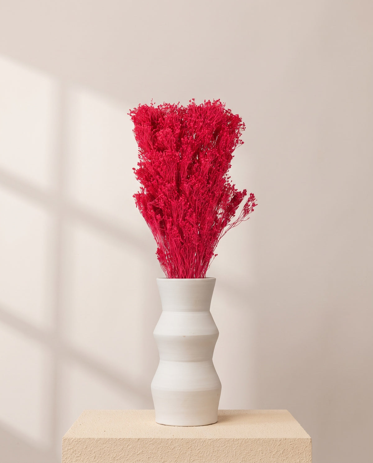 Broom bloom preservado fúcsia numa jarra de cerâmica branca. Jarra não incluída.