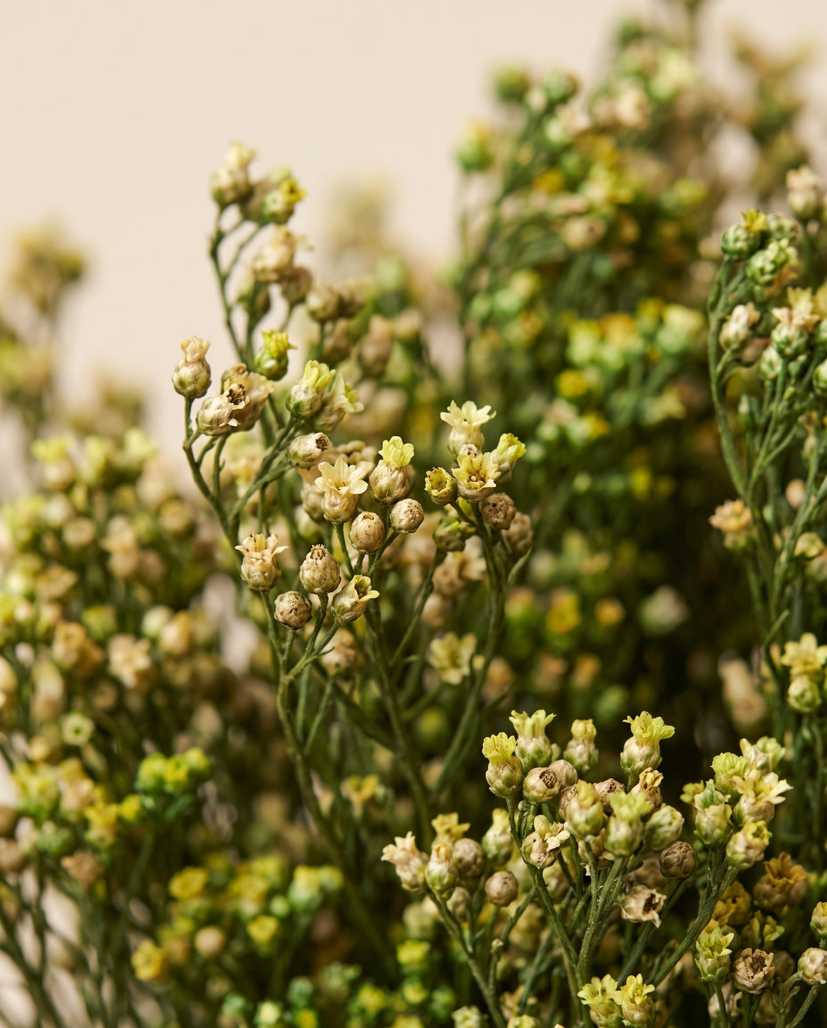 Grande plano de broom bloom preservado verde e amarelo.