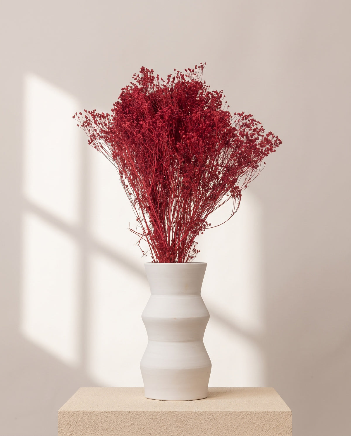Broom bloom seco bordeaux numa jarra de cerâmica branca. Jarra não incluída.