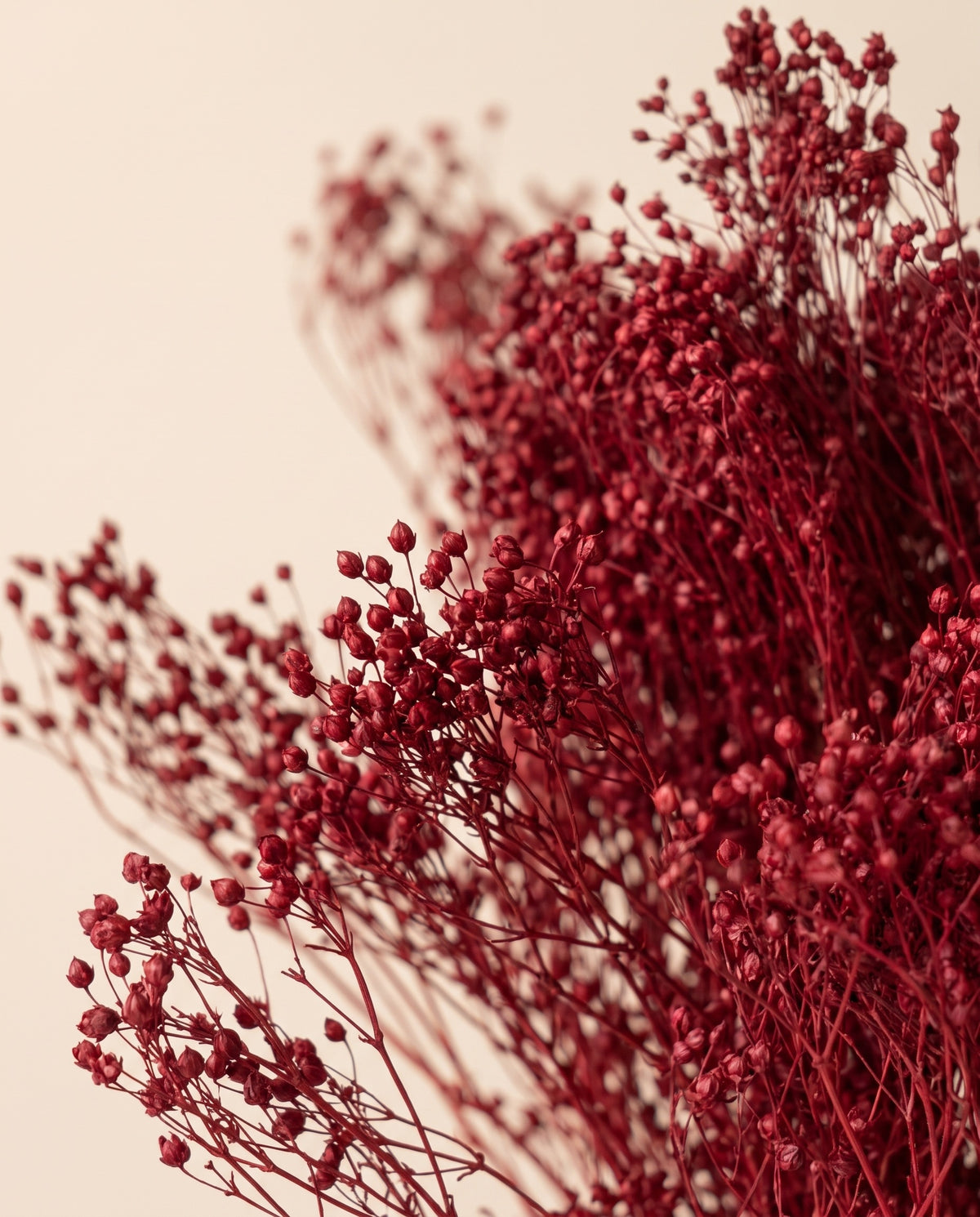 Detalhe de perto de broom bloom seco bordeaux.