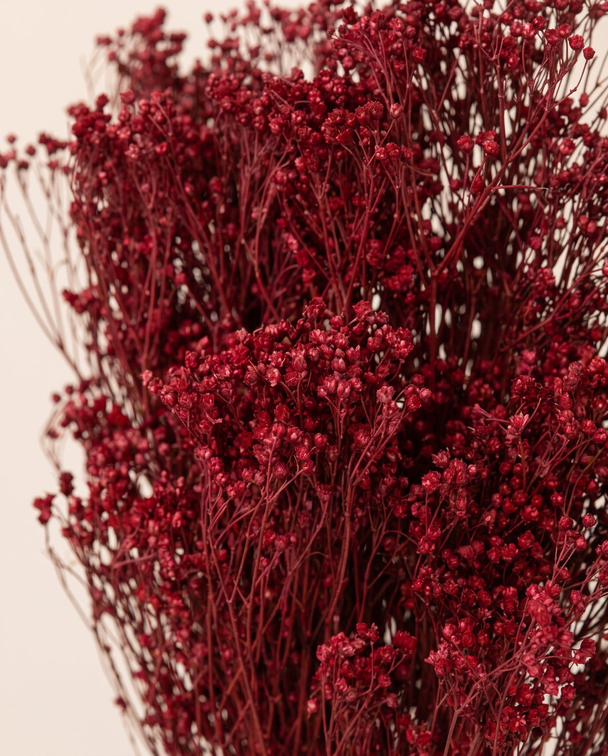 Detalle de cerca de broom bloom seco cereza.