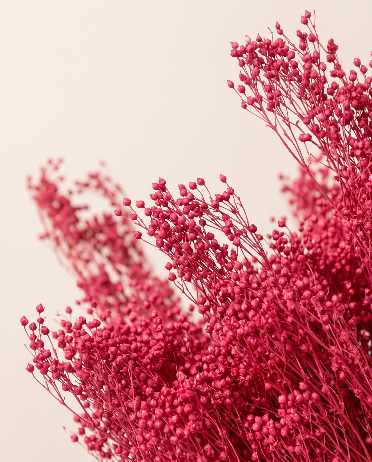 Detalhe de perto de broom bloom seco fúcsia.