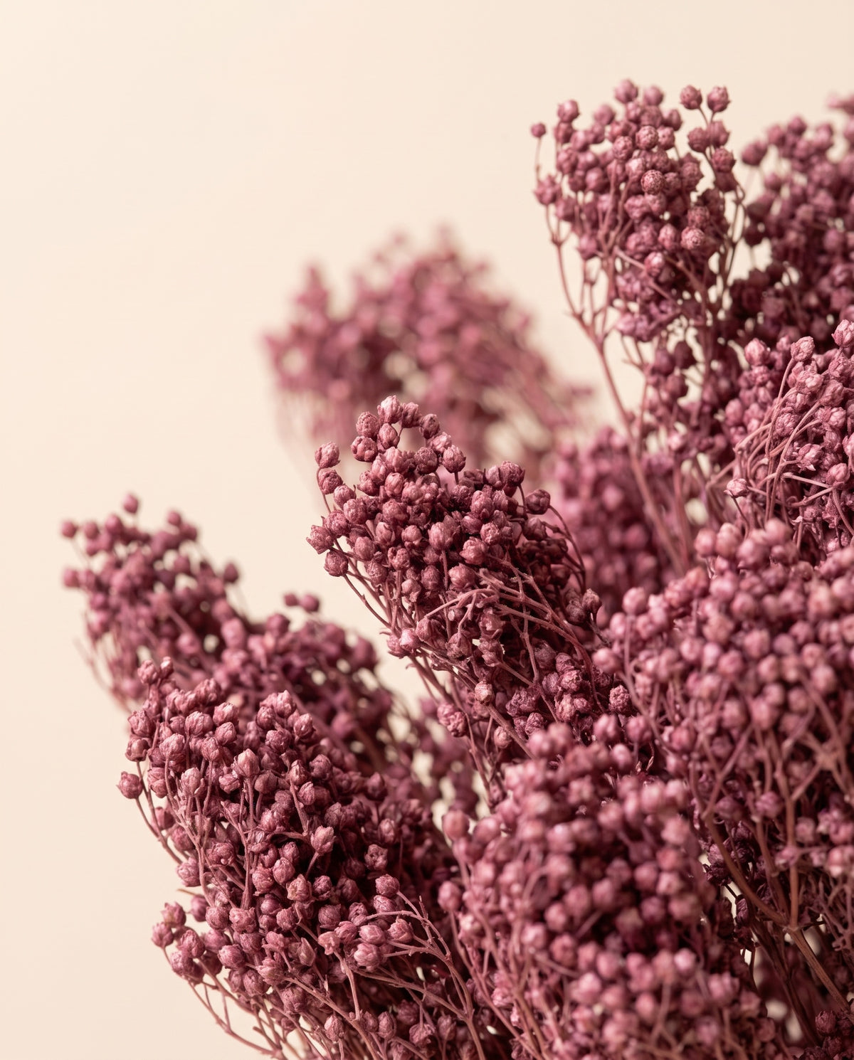 Detalle de cerca de broom bloom seco lavanda.