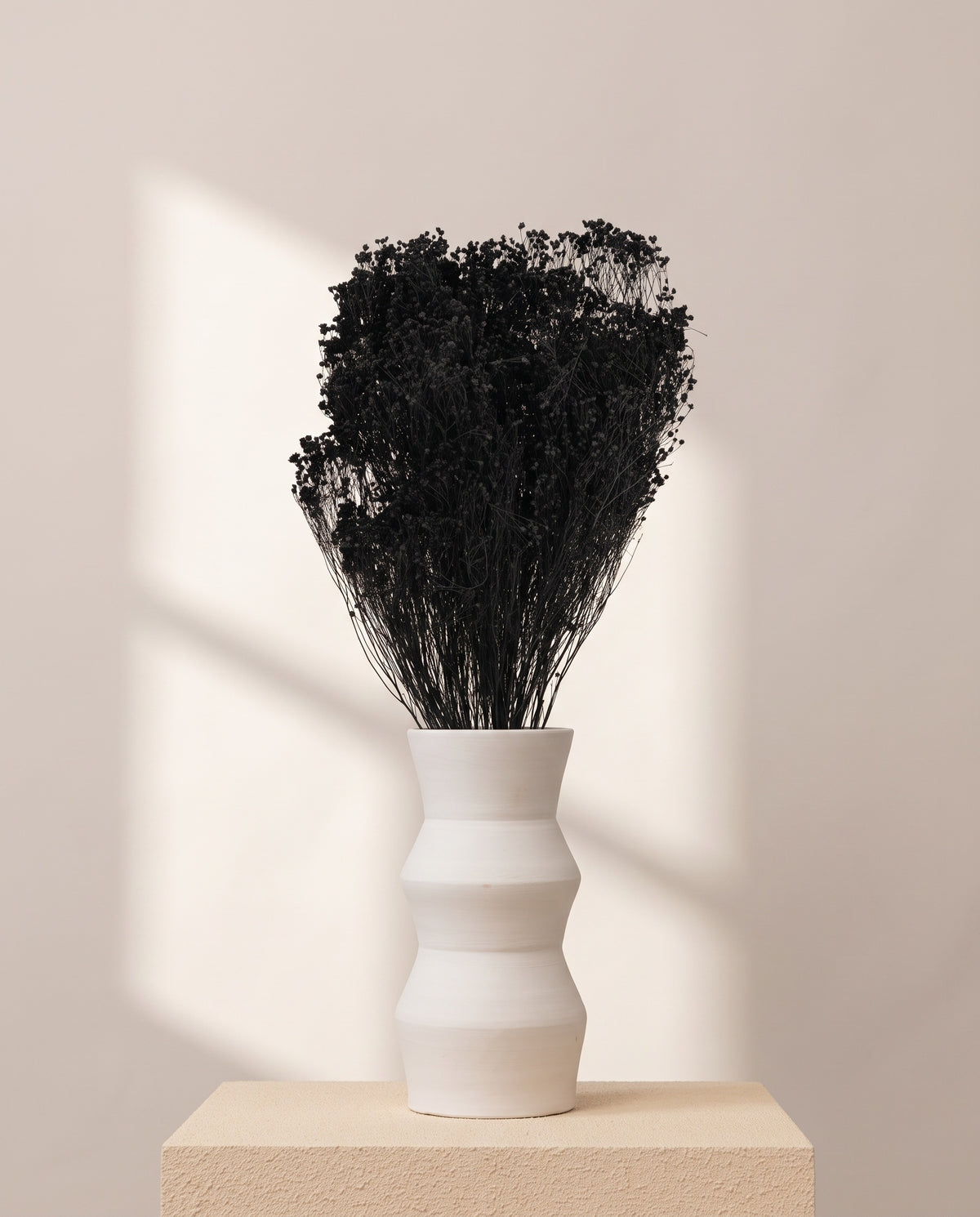 Broom bloom seco negro en un jarrón de cerámica blanca. Jarrón no incluido.