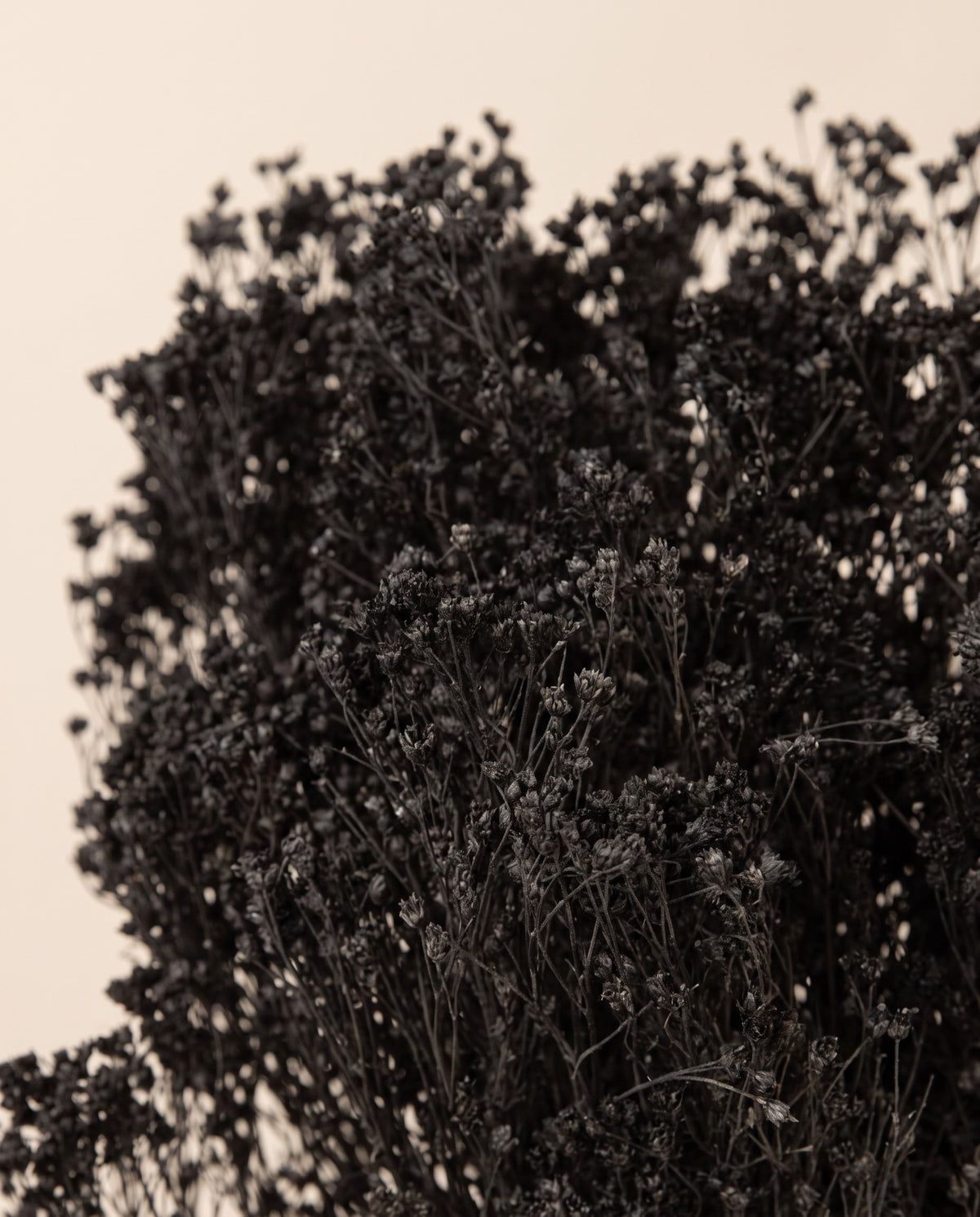 Detalle de cerca de broom bloom seco negro.