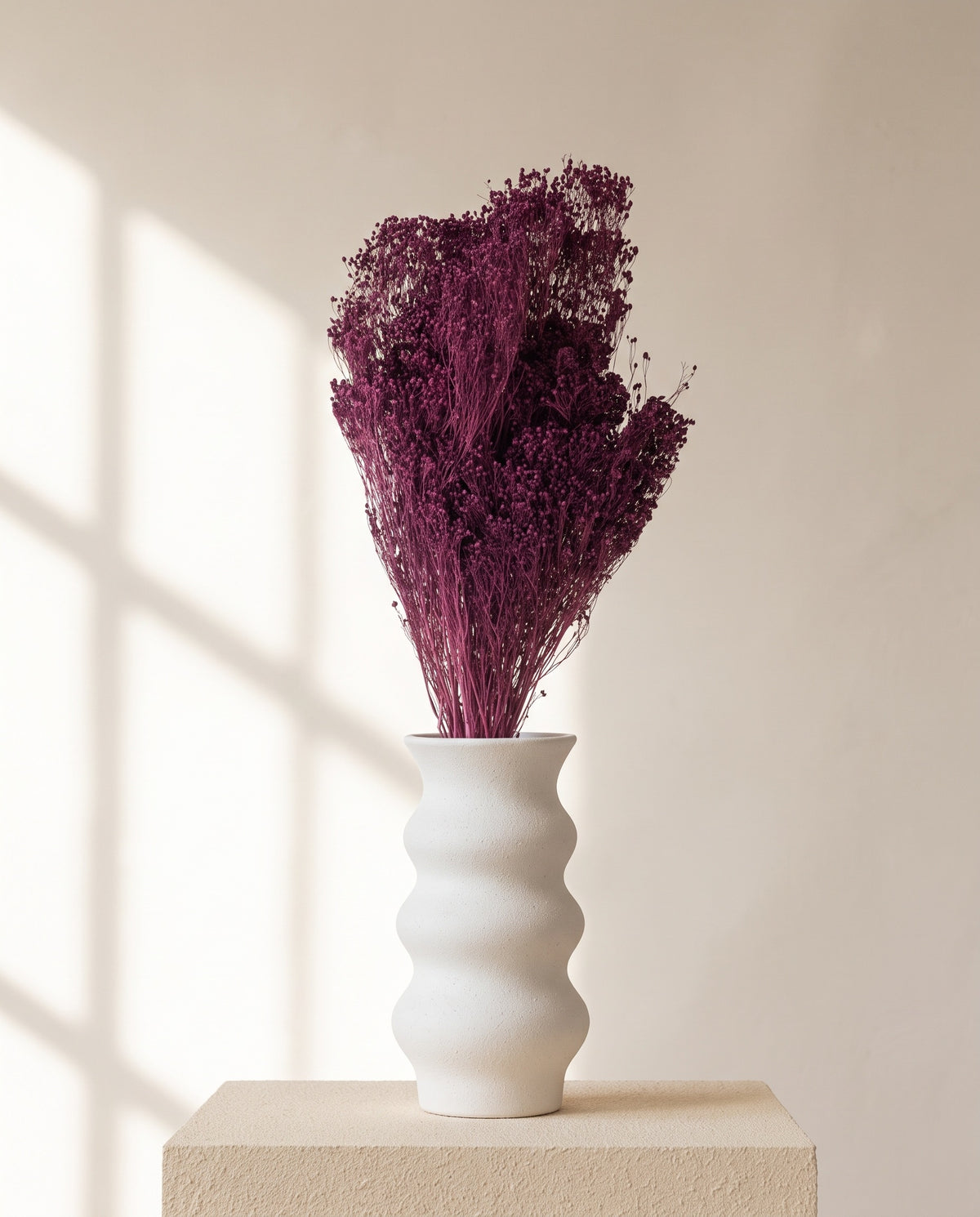 Broom bloom seco púrpura numa jarra de cerâmica branca. Jarra não incluída.