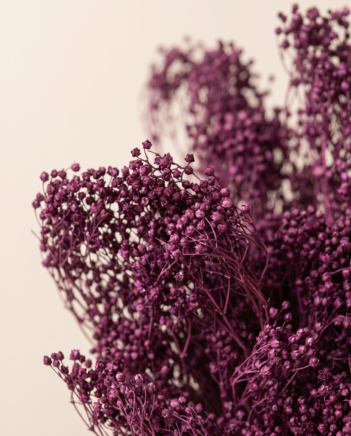 Detalhe de perto de broom bloom seco púrpura.
