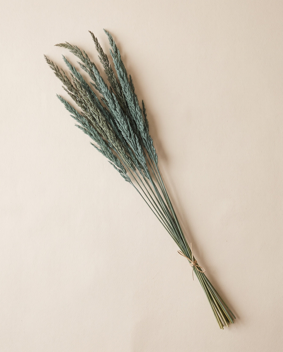 Calamagrostis preservada azul, mazo visto desde arriba
