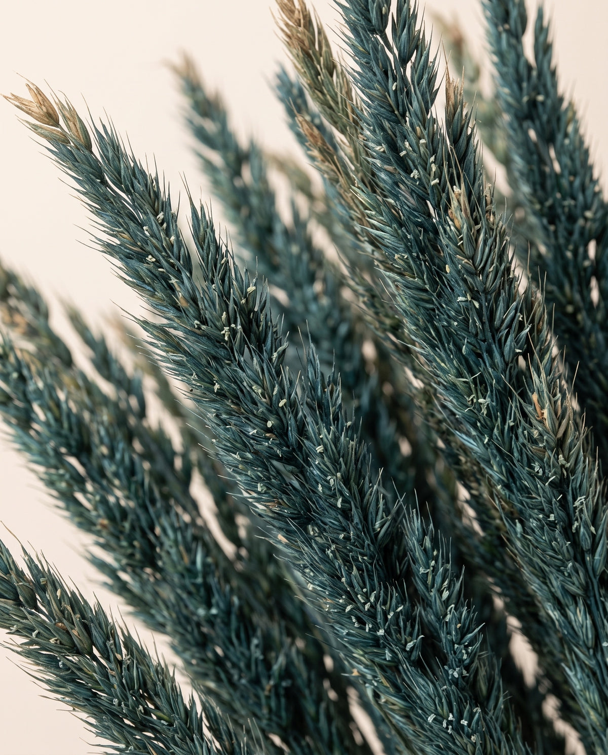 Detalle de cerca de calamagrostis preservada azul