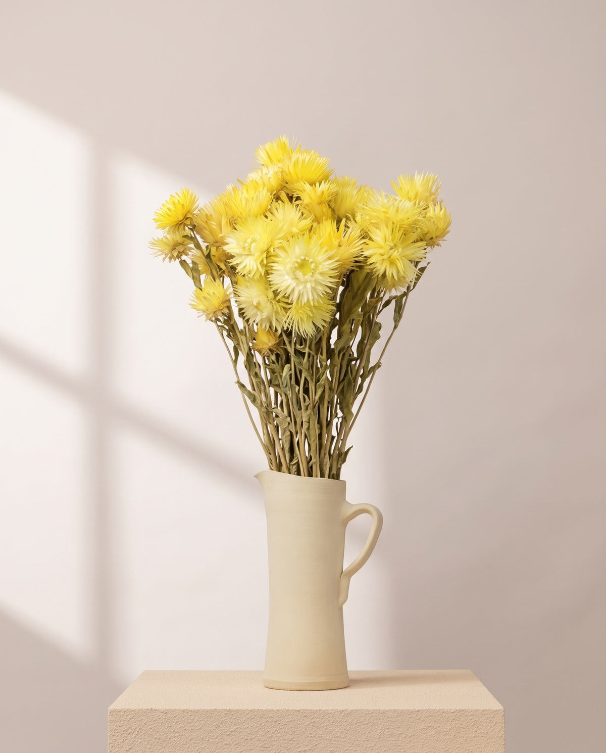 Capblumen seco amarillo en una jarra de cerámica crema. Jarra no incluida.