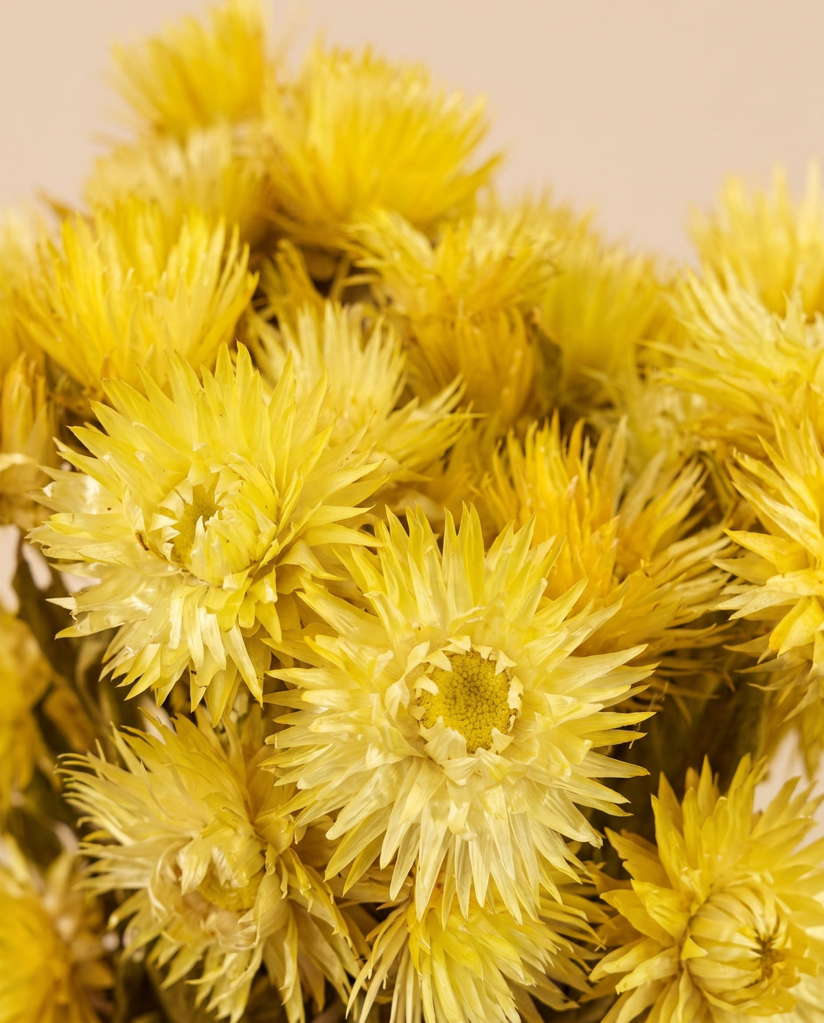 Detalle de cerca de capblumen seco amarillo.