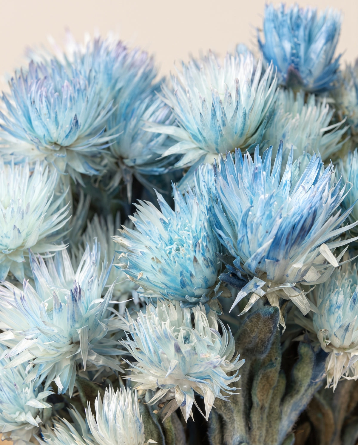 Detalle de cerca de capblumen seco azul.