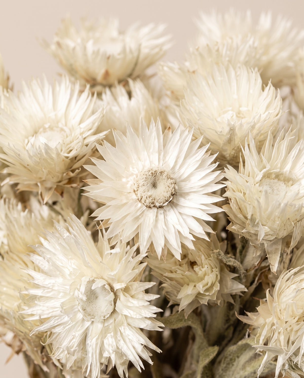 Detalle de cerca de capblumen seco blanco.