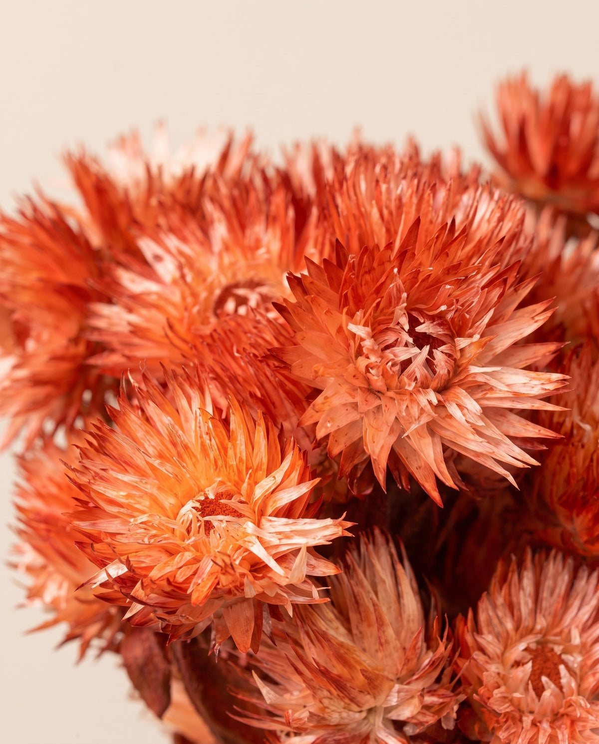 Detalle de cerca de capblumen seco coral.
